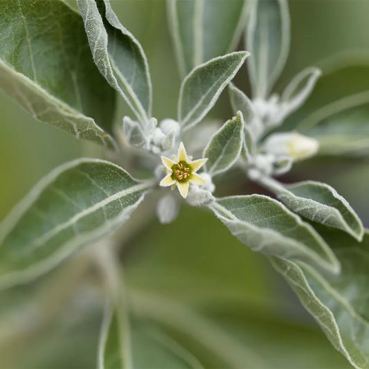 Guide Complet sur l'Ashwagandha : Bienfaits, Précautions et Utilisation